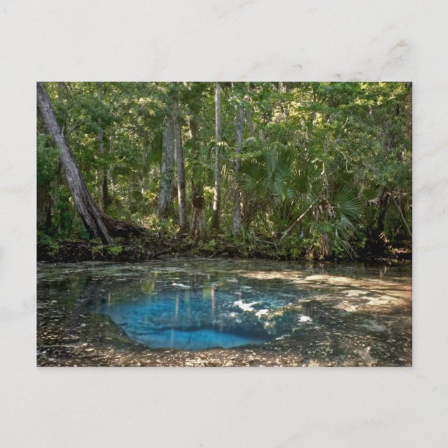 Chassahowitzka Springs, Florida. Postkarte (Vorderseite)