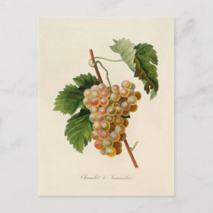 Chasselat de Fontainebleau Postkarte