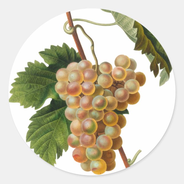 Chasselat de Fontainebleau Rundsticker Runder Aufkleber (Vorderseite)