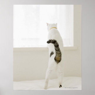Chat aus Fenster schauend, Rückansicht Poster