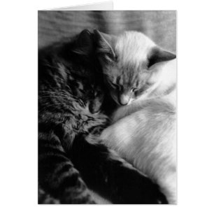 Chat Card Nr. 5