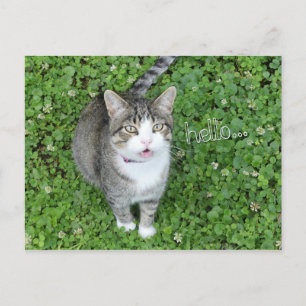 Chat in Clover Sprichwort Hallo Postkarte