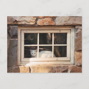 Chat in Window Postcard Postkarte