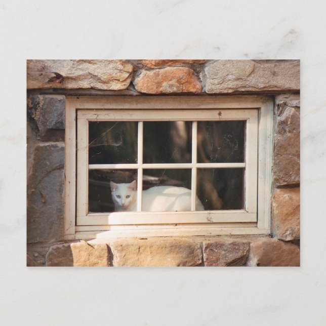 Chat in Window Postcard Postkarte (Vorderseite)