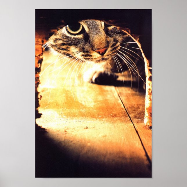 Chat Peering in Mouse Hole Poster (Vorne)