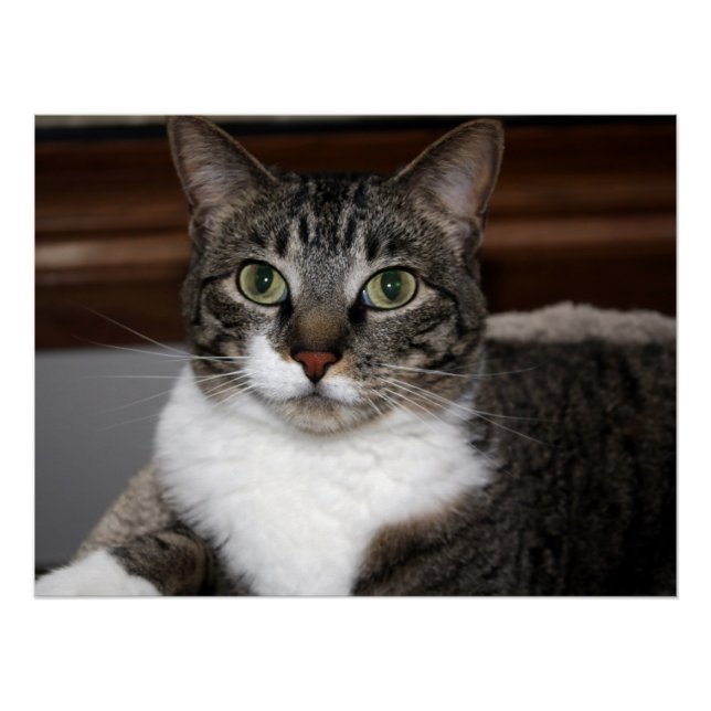Chat Schauen Sie sich You/Pet Tabby Cat Face Foto  Poster (Vorderseite)