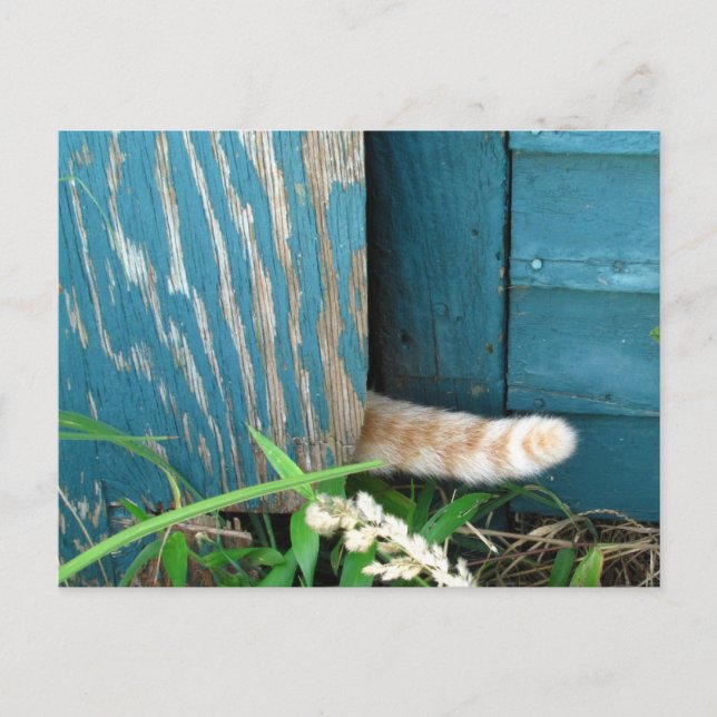 Chat Schwanz Kalender ~ Postkarte (Vorderseite)