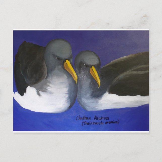 Chatham Albatross (Thalassarche eremita) Postkarte (Vorderseite)