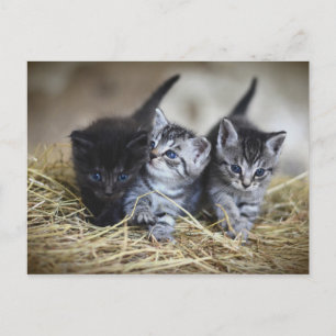 Chatons Postkarte