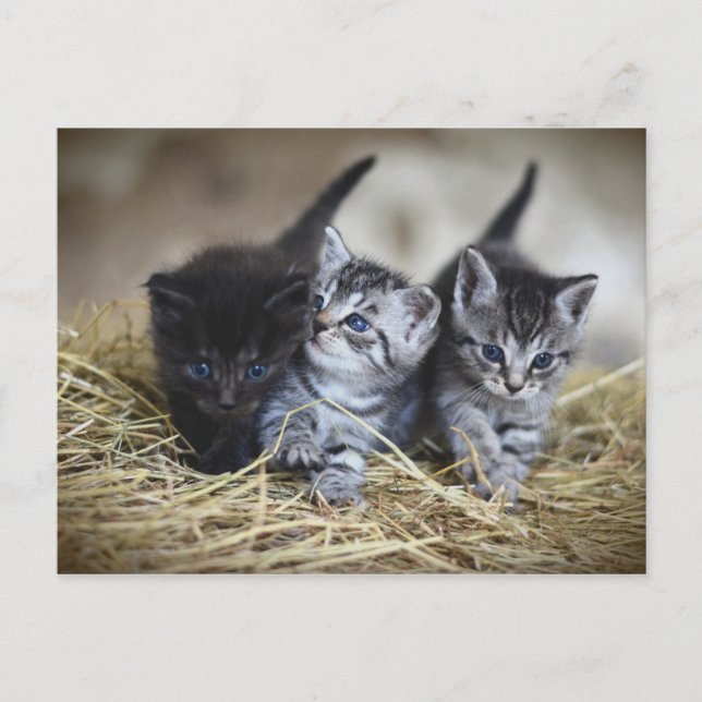 Chatons Postkarte (Vorderseite)