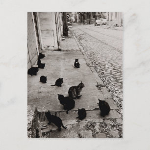 Chats Bercy - Paris - 1974 - Robert Doisneau Postkarte