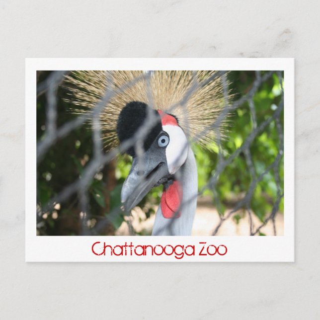 Chattanooga Zoo Postkarte (Vorderseite)