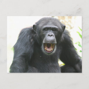 Chatty Chimp Postcard Postkarte