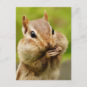 Cheeky Chipmunk Postcard Postkarte