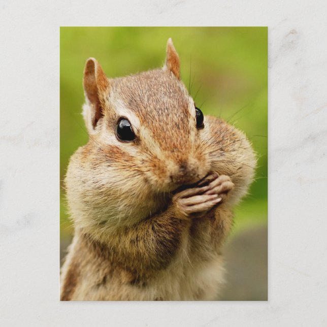 Cheeky Chipmunk Postcard Postkarte (Vorderseite)