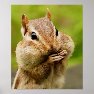 Cheeky Chipmunk Poster