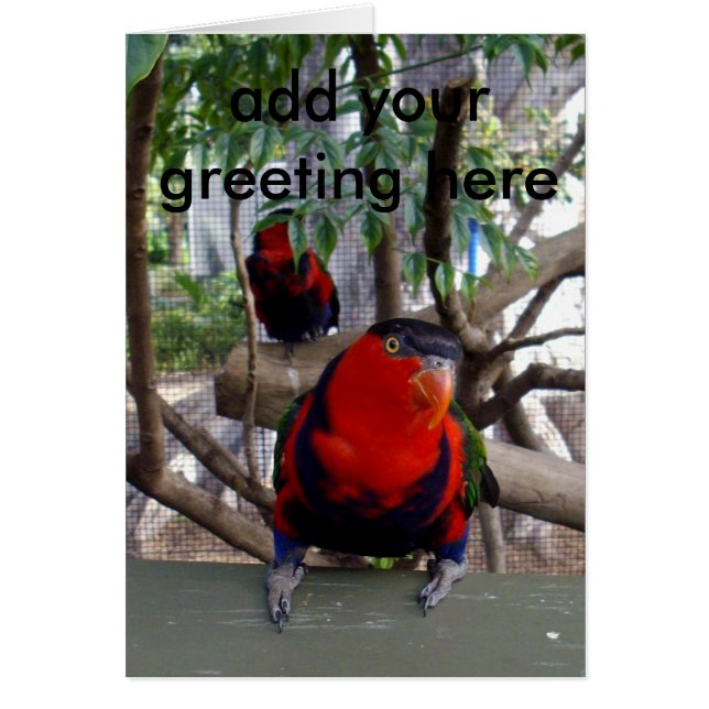 Cheeky Face Rainbow Lorikeet (Vorne)