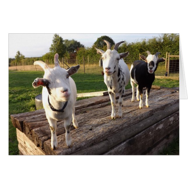 Cheeky Goats Card (Vorderseite (Horizontal))