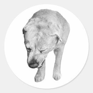 Cheeky Head-Down-Labrador, gedämpfte Töne Runder Aufkleber