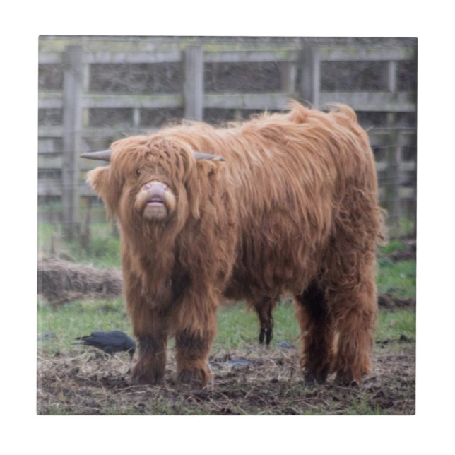 Cheeky Highland Baby Kuh Jigsaw Puzzle Foto Print Fliese (Vorderseite)