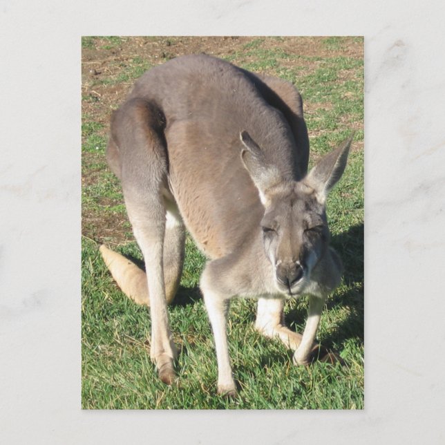 Cheeky Kangaroo - Postcard Postkarte (Vorderseite)