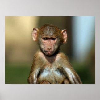 Cheeky Monkey - Niedliches Baby Baboon Poster / Pr