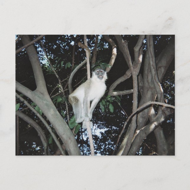 Cheeky Monkey Postkarte (Vorderseite)