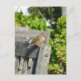 Cheeky Sparrow Postkarte
