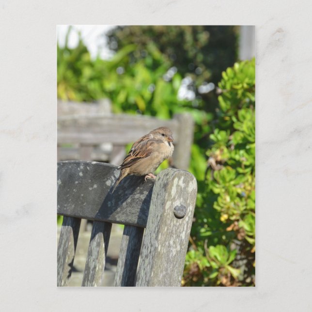 Cheeky Sparrow Postkarte (Vorderseite)