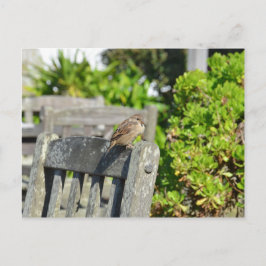 Cheeky Sparrow Postkarte