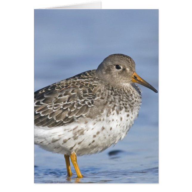 CHEERFUL GRIN (Vorne)