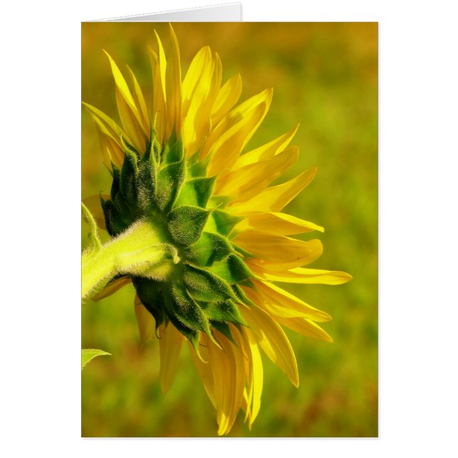 Cheery Sunflower Back (Vorne)