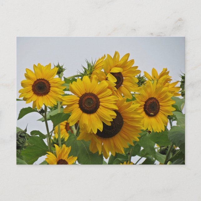 Cheery Sunflower Group Postkarte (Vorderseite)