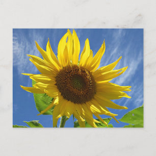 Cheery Sunflower Postcard Postkarte