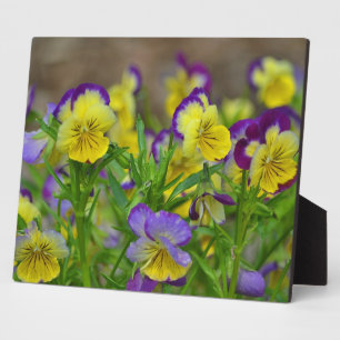 Cheery Viola Plaque Fotoplatte