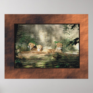 Cheeta Poster