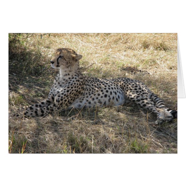 Cheetah (Vorderseite (Horizontal))