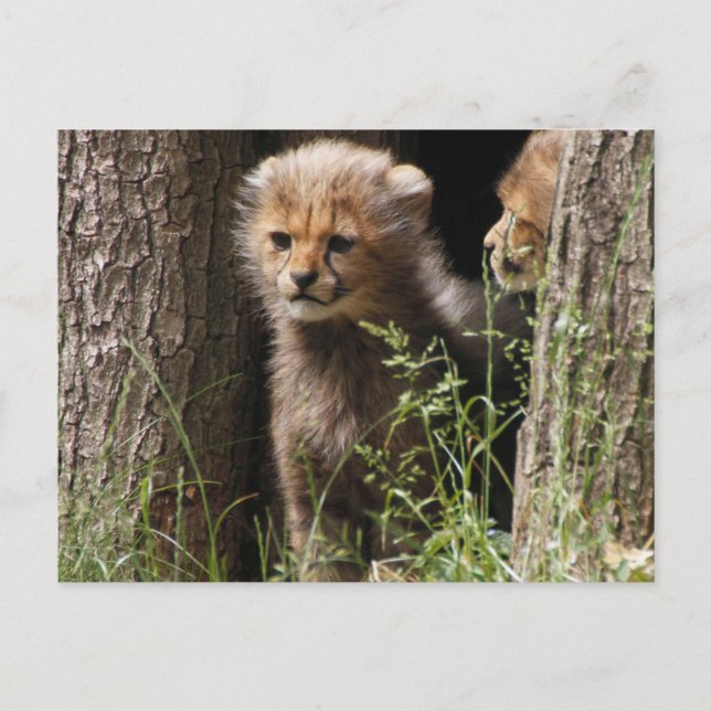 Cheetah 005 postkarte (Vorderseite)