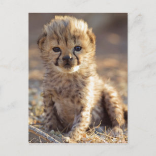 Cheetah 19 Tage alter männlicher Becher Postkarte