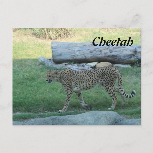 Cheetah # 1 postkarte (Vorderseite)
