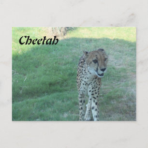 Cheetah # 2 postkarte