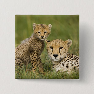 Cheetah, Acinonyx jubatus, mit Cub Button
