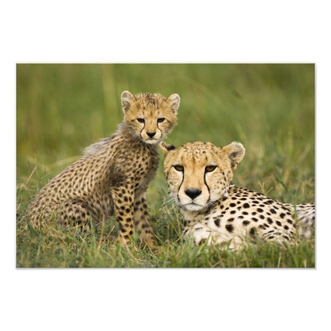 Cheetah, Acinonyx jubatus, mit Cub Fotodruck (Vorne)