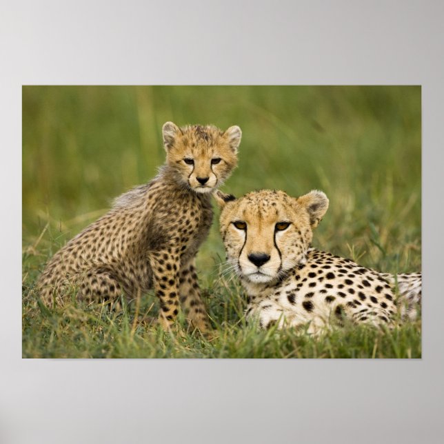 Cheetah, Acinonyx jubatus, mit Cub Poster (Vorne)