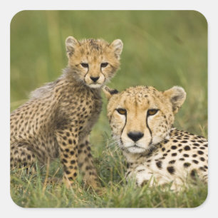 Cheetah, Acinonyx jubatus, mit Cub Quadratischer Aufkleber
