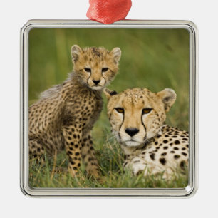 Cheetah, Acinonyx jubatus, mit Cub Silbernes Ornament