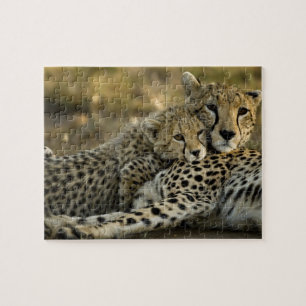 Cheetah, Acinonyx jubatus, mit Krüge im Masai 2 Puzzle