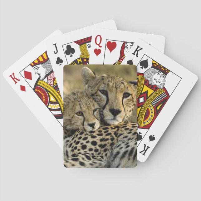 Cheetah, Acinonyx jubatus, mit Krüge im Masai 2 Spielkarten (Rückseite)