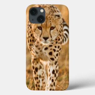 Cheetah (Acinonyx Jubatus) Portrait, Maasai Case-Mate iPhone Hülle