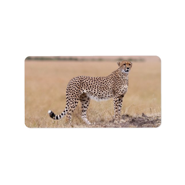 Cheetah Adressaufkleber (Vorne)
